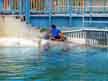 Here are our dolphin friends.